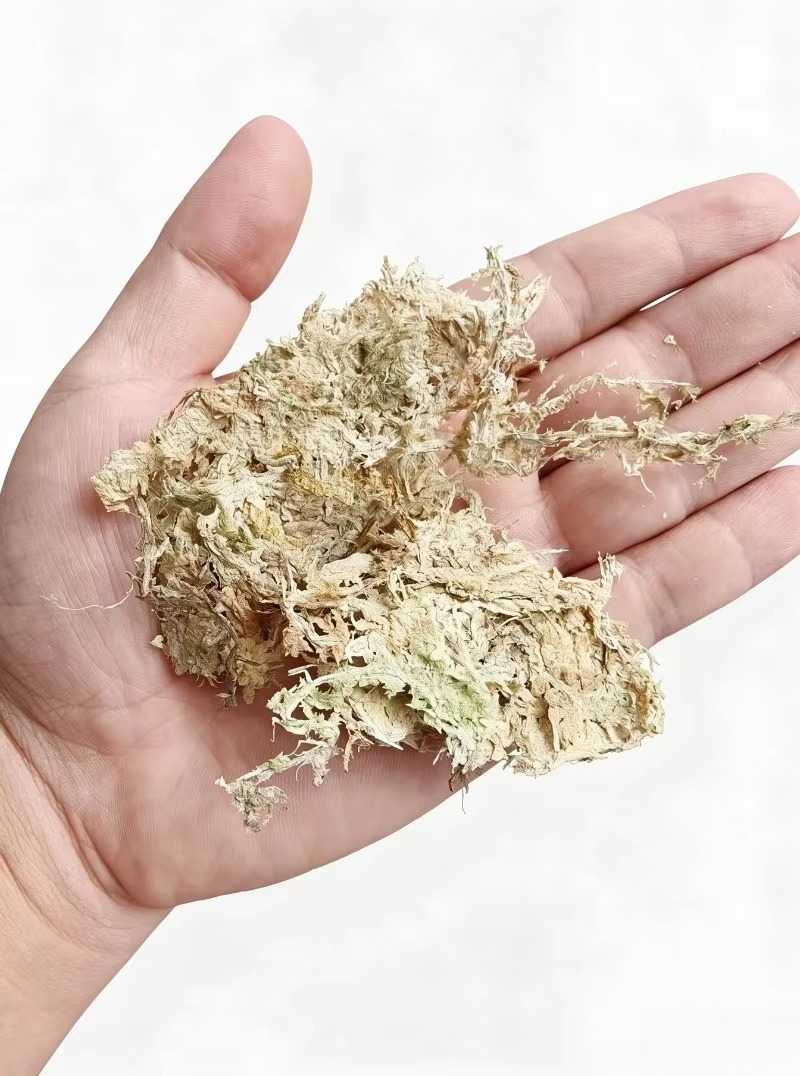 Sphagnum Moss Dry - 高級スパグニウムモス（蘭用） 圧縮ブロック リクタイルテラリウム用ベッドマット