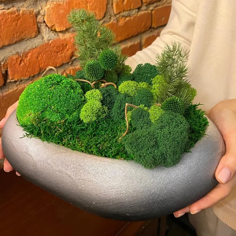 永遠の命を宿すモス、人工芝、ミニチュア風景、造花、DIYクラ - Sphagnum Moss Dry のレビューと価格