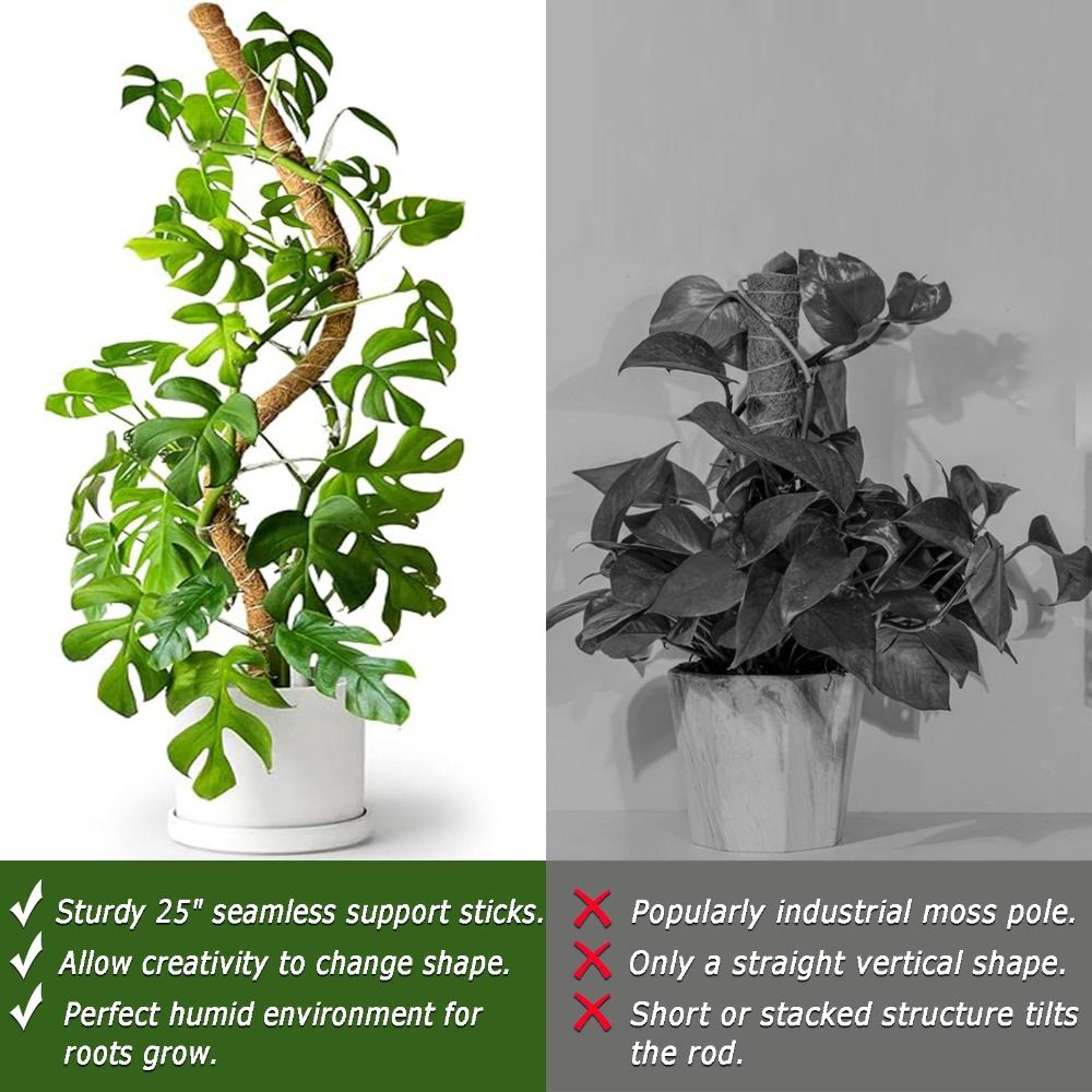植物支柱 曲げられるモス棒 天然素材 手作り 植物支柱 エコ - Sphagnum Moss Dry のレビューと価格