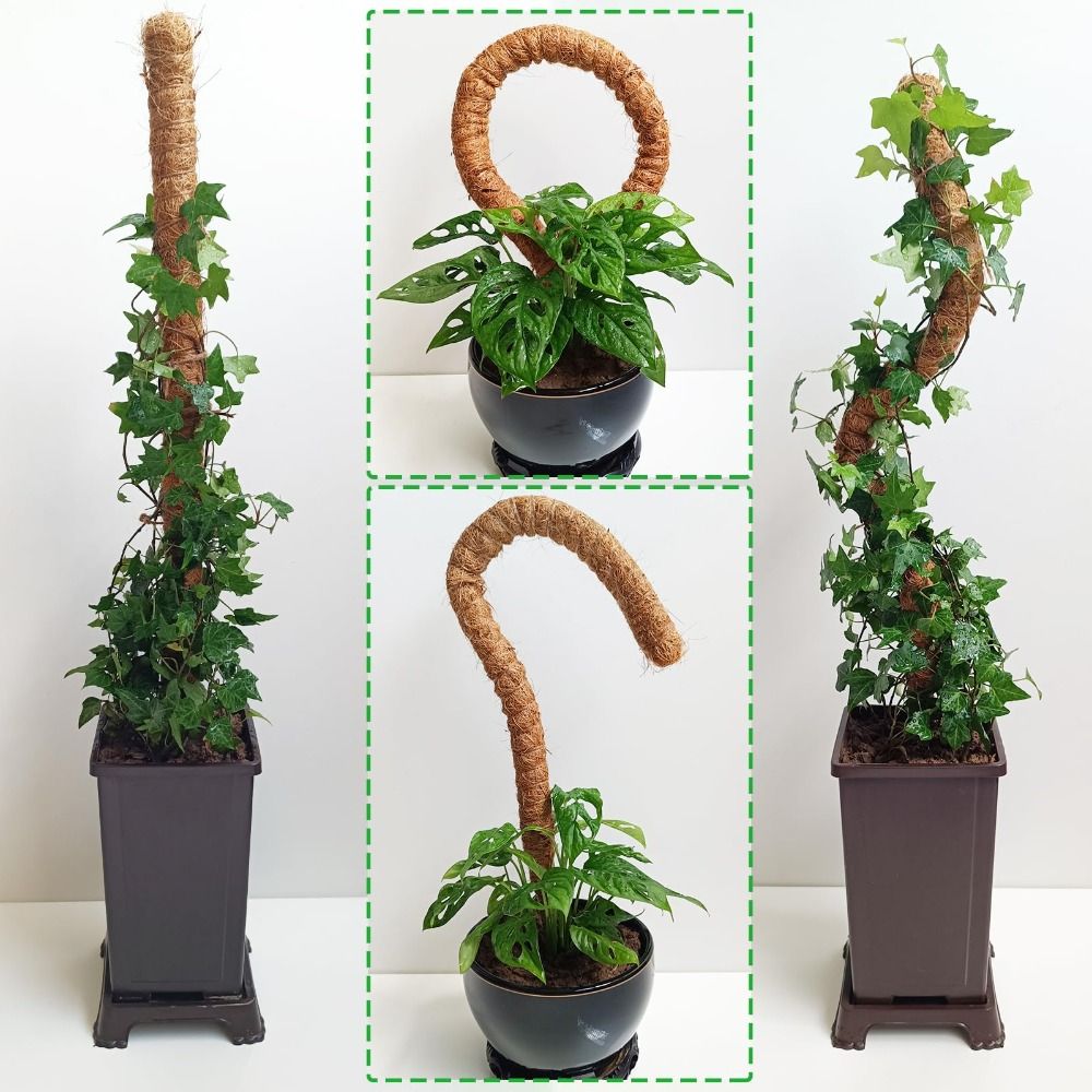 植物支柱 曲げられるモス棒 天然素材 手作り 植物支柱 エコ - Sphagnum Moss Dry のレビューと価格