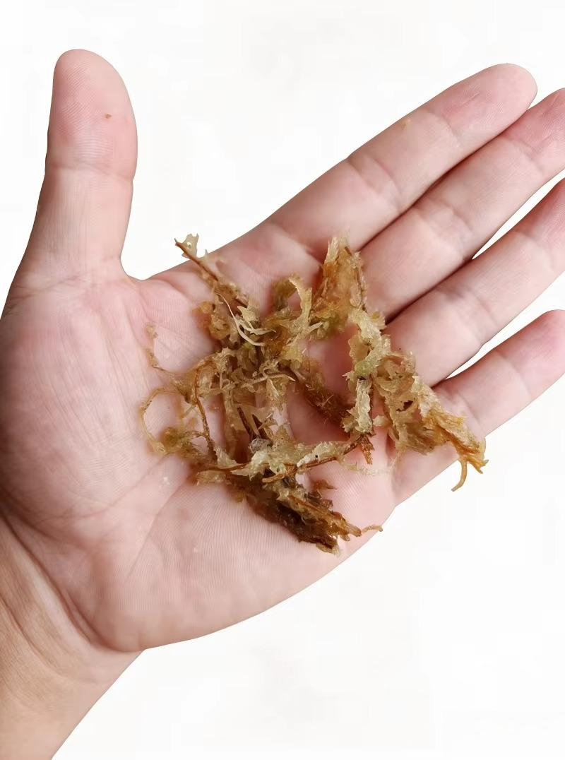 高級スパグニウムモス（蘭用） 圧縮ブロック リクタイルテラリ - Sphagnum Moss Dry のレビューと価格