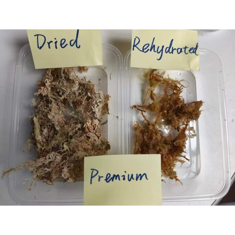 高級スパグニウムモス（蘭用） 圧縮ブロック リクタイルテラリ - Sphagnum Moss Dry のレビューと価格